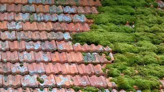 リスクなしで屋根の苔を簡単に除去する方法:シンプルで安全な方法
