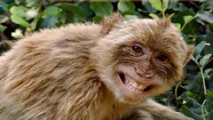 人類に挑む、地球上で最も賢い8種の霊長類