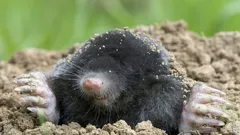 罠や化学薬品を使わずにモグラを駆除する方法 ― 最も効果的な方法