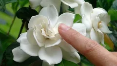 家庭に最適な観葉植物：その贅沢な香りが部屋中に広がります