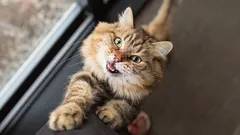 言葉では言い表せない：猫とのふれあいが人にもたらす役割