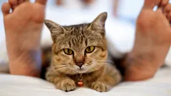 動物と心理学：飼い主が病気になると、なぜ猫の行動が変わるのか？