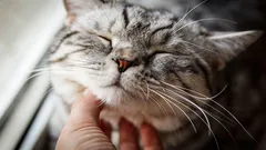 すべての猫はゴロゴロ鳴くのか？専門家たちは意外な結論に達した