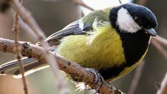 75年にわたる研究の末、科学者たちはシジュウカラのさえずりに奇妙で「人間らしい」何かを発見した