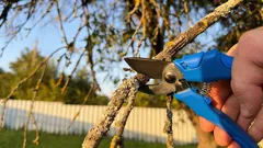 剪定ばさみは後回しに：3月に絶対に剪定してはいけない6つの植物